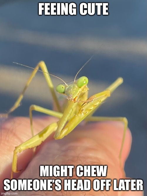 I dunno | FEEING CUTE; MIGHT CHEW SOMEONE’S HEAD OFF LATER | image tagged in praying mantis | made w/ Imgflip meme maker