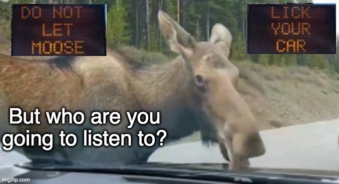 Alberta's parks have a warning for you | But who are you going to listen to? | image tagged in moose,canada,car,licking,rules,news | made w/ Imgflip meme maker
