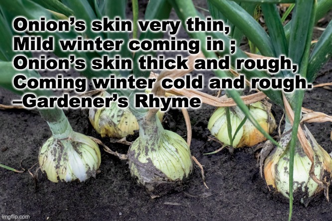 Onion’s skin very thin,
Mild winter coming in ;
Onion’s skin thick and rough,
Coming winter cold and rough.
–Gardener’s Rhyme | image tagged in nc onions,farmers,weather sayings | made w/ Imgflip meme maker