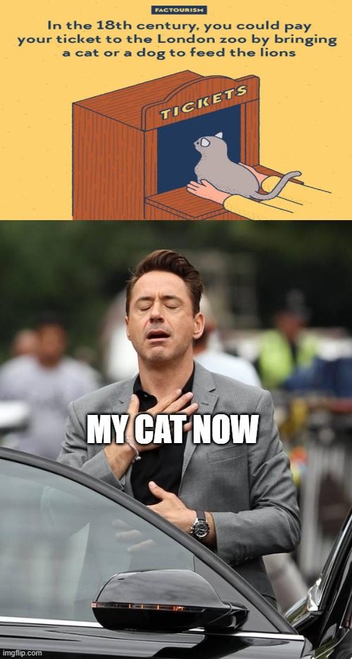 That moment when  | MY CAT NOW | image tagged in that moment when | made w/ Imgflip meme maker