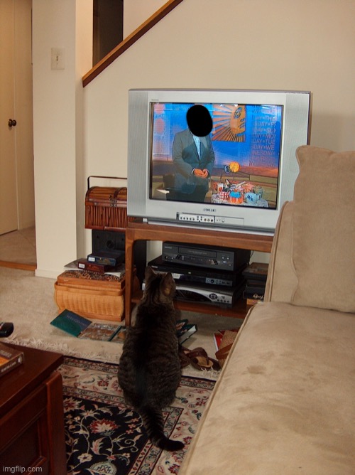 Here’s another picture of one of my cats | image tagged in cats | made w/ Imgflip meme maker