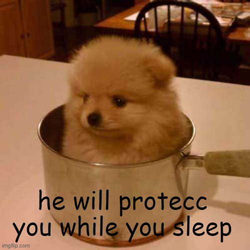 Yes. | he will protecc you while you sleep | image tagged in doggo | made w/ Imgflip meme maker