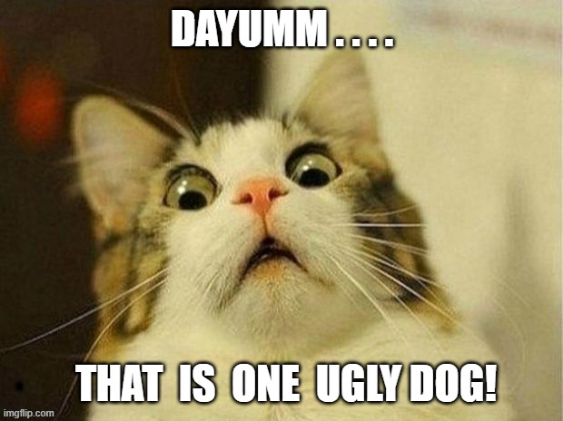 DAYUMM . . . . THAT  IS  ONE  UGLY DOG! | made w/ Imgflip meme maker