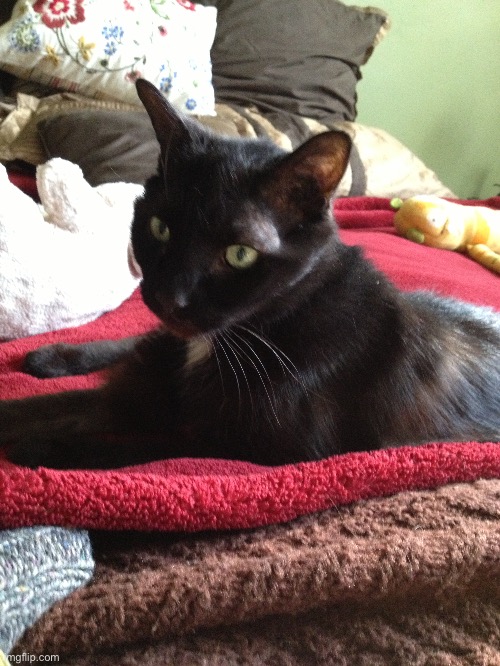 Here’s one of my cats | image tagged in cats | made w/ Imgflip meme maker