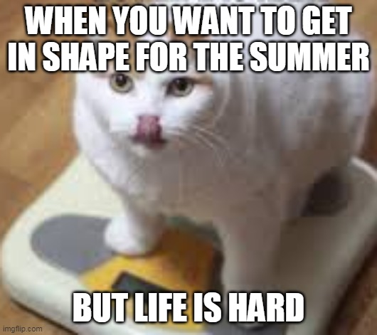 WHEN YOU WANT TO GET IN SHAPE FOR THE SUMMER; BUT LIFE IS HARD | image tagged in memes,funny memes,cat | made w/ Imgflip meme maker