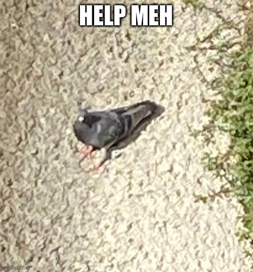 Bird I found on my way to skool | HELP MEH | image tagged in memes | made w/ Imgflip meme maker
