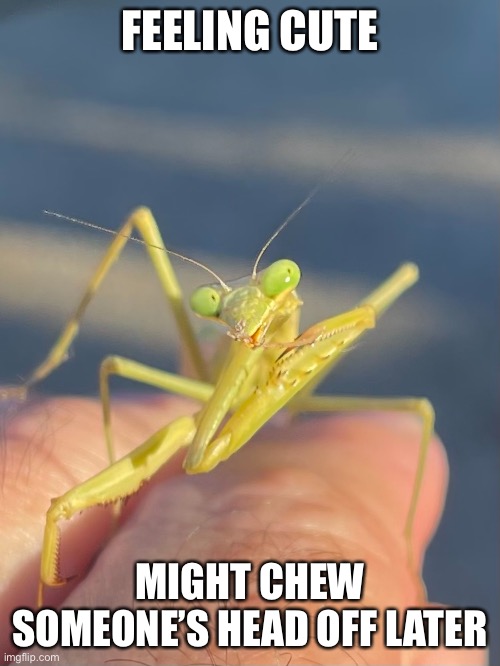 Whatcha doing | FEELING CUTE; MIGHT CHEW SOMEONE’S HEAD OFF LATER | image tagged in bugs,praying mantis | made w/ Imgflip meme maker