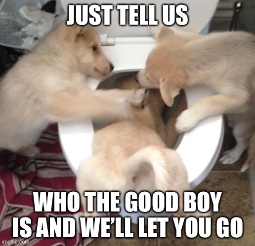 Doggo Waterboarding | JUST TELL US; WHO THE GOOD BOY IS AND WE’LL LET YOU GO | image tagged in doggo waterboarding,good boy,cute puppies,cute animals,memes,funny | made w/ Imgflip meme maker