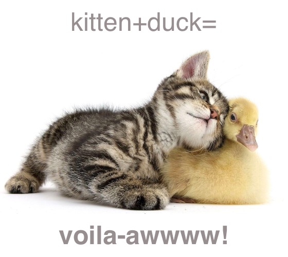 kitten+duck= voila-awwww! | made w/ Imgflip meme maker