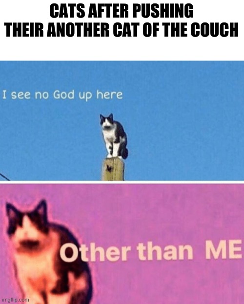 Hail pole cat | CATS AFTER PUSHING THEIR ANOTHER CAT OF THE COUCH | image tagged in hail pole cat,cats,funny cats,memes,funny memes | made w/ Imgflip meme maker