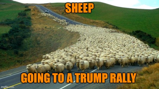 sheep | SHEEP GOING TO A TRUMP RALLY | image tagged in sheep | made w/ Imgflip meme maker