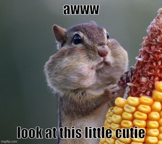 <3 | awww; look at this little cutie | image tagged in thanksgiving squirrel | made w/ Imgflip meme maker