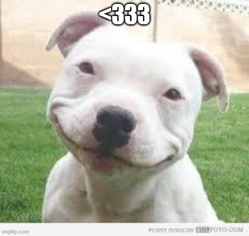 >.< CUTENESS OVERLOAD | <333 | image tagged in happy friday puppy | made w/ Imgflip meme maker