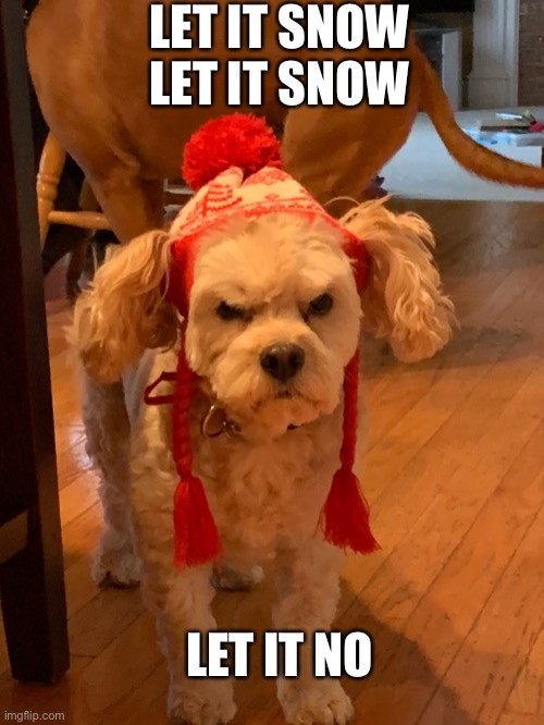 LET IT SNOW LET IT SNOW; LET IT NO | image tagged in dogs | made w/ Imgflip meme maker