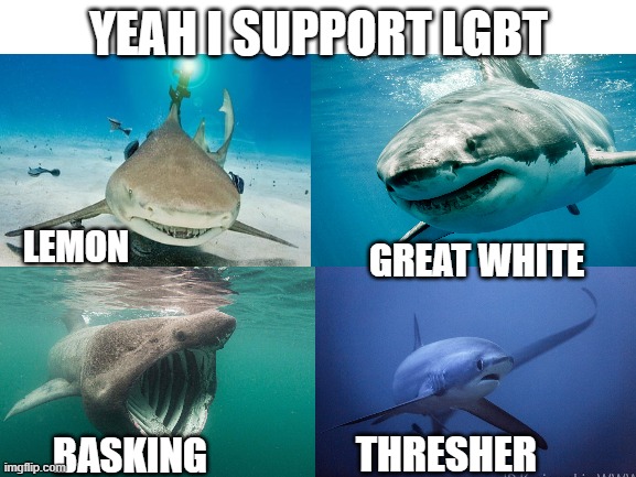 Shark Pog | YEAH I SUPPORT LGBT; LEMON; GREAT WHITE; THRESHER; BASKING | image tagged in blank white template,shark,pog,political meme | made w/ Imgflip meme maker