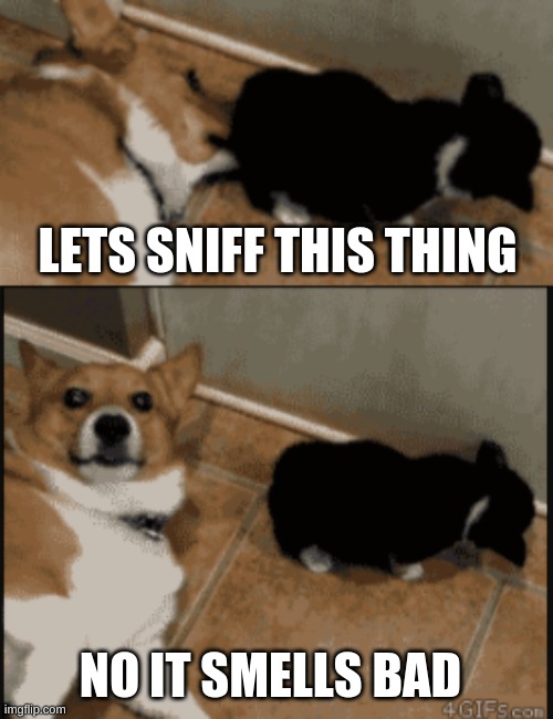 lets snif |  LETS SNIFF THIS THING; NO IT SMELLS BAD | image tagged in bad smel | made w/ Imgflip meme maker