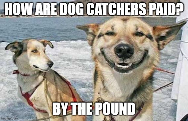 Daily Bad Dad Joke 11/23/2020 |  HOW ARE DOG CATCHERS PAID? BY THE POUND | image tagged in memes,original stoner dog | made w/ Imgflip meme maker
