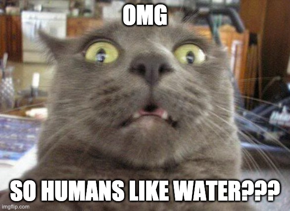 OMG | OMG; SO HUMANS LIKE WATER??? | image tagged in cats | made w/ Imgflip meme maker