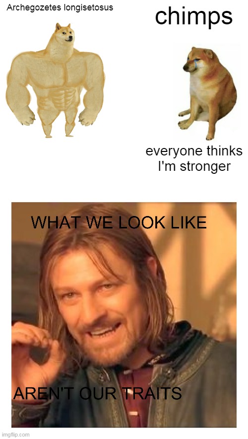 google it | Archegozetes longisetosus; chimps; everyone thinks I'm stronger | image tagged in memes,buff doge vs cheems | made w/ Imgflip meme maker