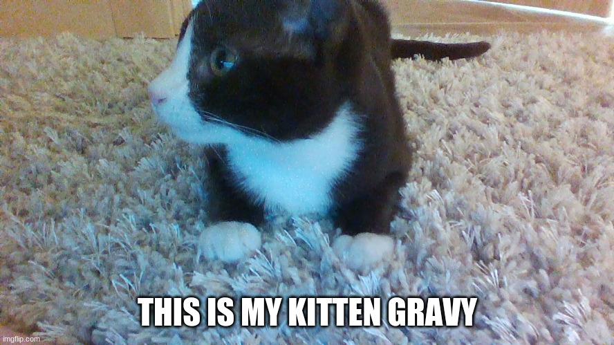 My Kitten Gravy!!! | THIS IS MY KITTEN GRAVY | image tagged in kitten,kitten reveal | made w/ Imgflip meme maker