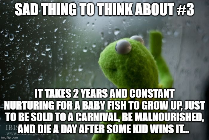 sad thing #3 | SAD THING TO THINK ABOUT #3; IT TAKES 2 YEARS AND CONSTANT NURTURING FOR A BABY FISH TO GROW UP, JUST TO BE SOLD TO A CARNIVAL, BE MALNOURISHED, AND DIE A DAY AFTER SOME KID WINS IT... | image tagged in kermit window | made w/ Imgflip meme maker