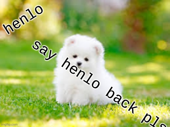henlo | henlo; say henlo back pls | image tagged in dogs | made w/ Imgflip meme maker