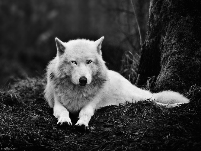 Snow Wolf | image tagged in snow wolf | made w/ Imgflip meme maker