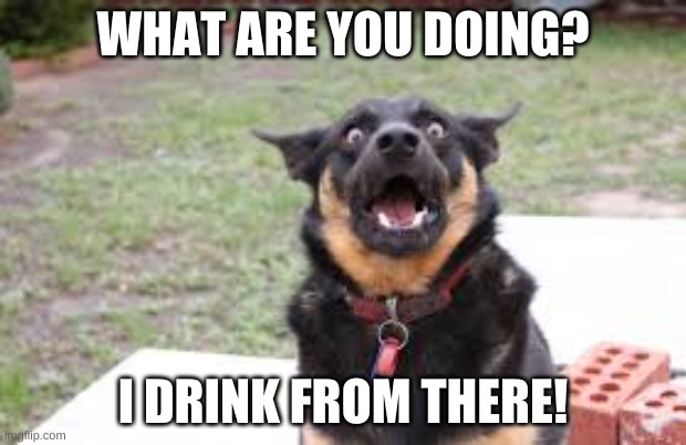 Toilet drinker | WHAT ARE YOU DOING? I DRINK FROM THERE! | image tagged in funny,memes,doge | made w/ Imgflip meme maker
