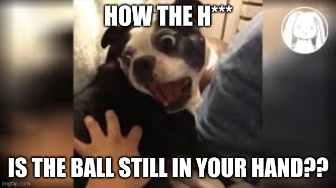 Doge baller | HOW THE H***; IS THE BALL STILL IN YOUR HAND?? | image tagged in doge | made w/ Imgflip meme maker