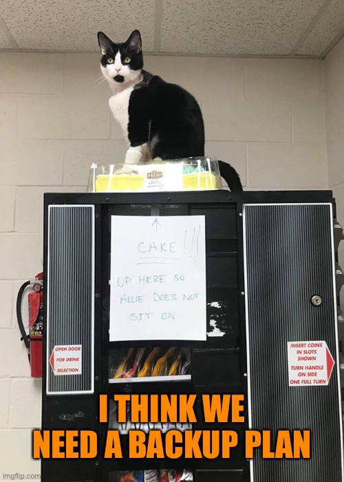 She Jumped All the Way Up There Specifically to Sit on the Cake | I THINK WE NEED A BACKUP PLAN | image tagged in funny memes,funny cat memes,funny,cats,funny cats | made w/ Imgflip meme maker