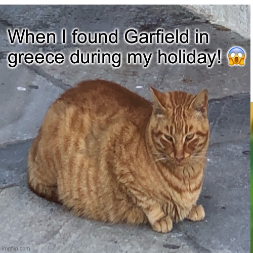Garfield in Greece | When I found Garfield in greece during my holiday! 😱 | image tagged in cute cat | made w/ Imgflip meme maker
