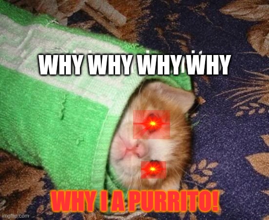 Purrito | WHY WHY WHY WHY; WHY I A PURRITO! | image tagged in purrito | made w/ Imgflip meme maker