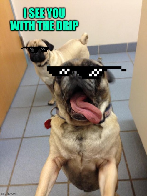 pug love | I SEE YOU WITH THE DRIP | image tagged in pug love | made w/ Imgflip meme maker
