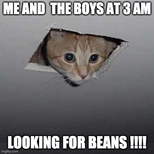 Ceiling Cat Meme | ME AND  THE BOYS AT 3 AM; LOOKING FOR BEANS !!!! | image tagged in memes,ceiling cat | made w/ Imgflip meme maker