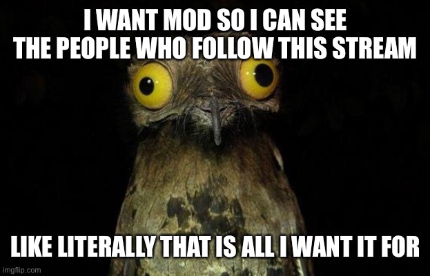 Can I have Mod? It’s ok if not idrc | I WANT MOD SO I CAN SEE THE PEOPLE WHO FOLLOW THIS STREAM; LIKE LITERALLY THAT IS ALL I WANT IT FOR | image tagged in memes,weird stuff i do potoo | made w/ Imgflip meme maker