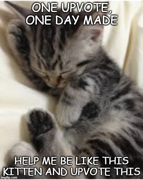 please upvote | ONE UPVOTE, ONE DAY MADE; HELP ME BE LIKE THIS KITTEN AND UPVOTE THIS | image tagged in kitten | made w/ Imgflip meme maker