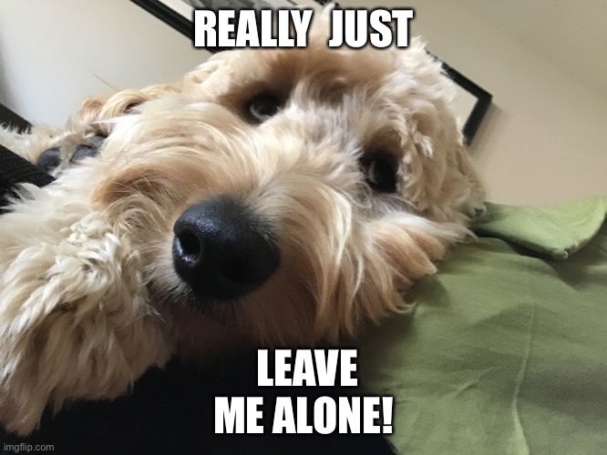 Just stop |  REALLY  JUST; LEAVE ME ALONE! | image tagged in dogs | made w/ Imgflip meme maker