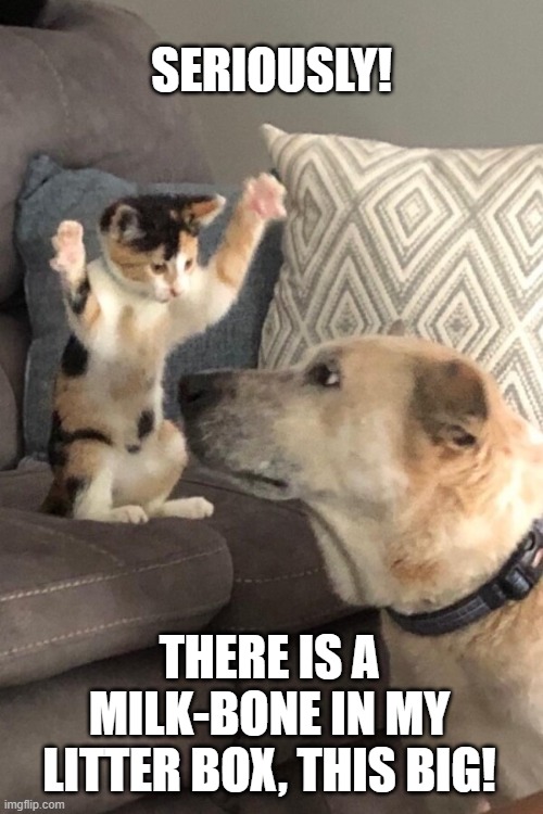 Would I lie to you? | SERIOUSLY! THERE IS A MILK-BONE IN MY LITTER BOX, THIS BIG! | image tagged in cats,dogs,funny,pets,litter box,lies | made w/ Imgflip meme maker