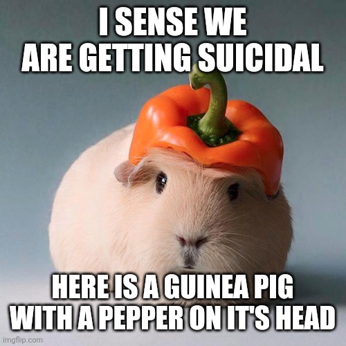 Ignore the spelling error pls | I SENSE WE ARE GETTING SUICIDAL; HERE IS A GUINEA PIG WITH A PEPPER ON IT'S HEAD | image tagged in guinea pig with vegetable | made w/ Imgflip meme maker