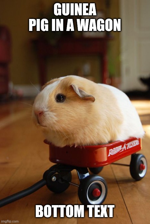 Guinea Pig in wagon  | GUINEA PIG IN A WAGON; BOTTOM TEXT | image tagged in guinea pig in wagon | made w/ Imgflip meme maker