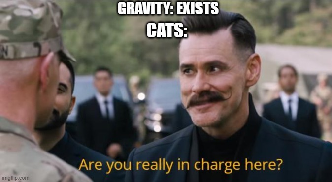 Are you really in charge here? | GRAVITY: EXISTS; CATS: | image tagged in are you really in charge here | made w/ Imgflip meme maker