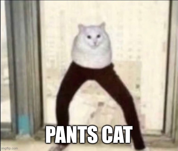 Pants Cat | PANTS CAT | image tagged in cursed,cats | made w/ Imgflip meme maker