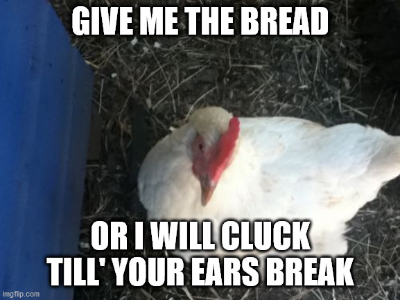 Angry Chicken Boss Meme | GIVE ME THE BREAD; OR I WILL CLUCK TILL' YOUR EARS BREAK | image tagged in memes,angry chicken boss | made w/ Imgflip meme maker