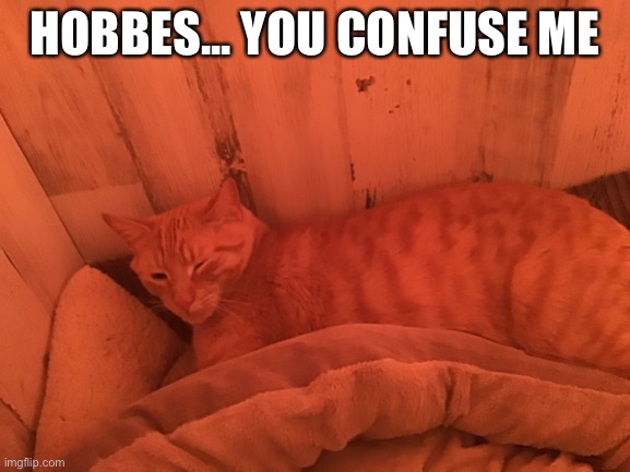 Hobbes is a weird cat, but he’s worth it | HOBBES... YOU CONFUSE ME | image tagged in cats,calvin and hobbes | made w/ Imgflip meme maker