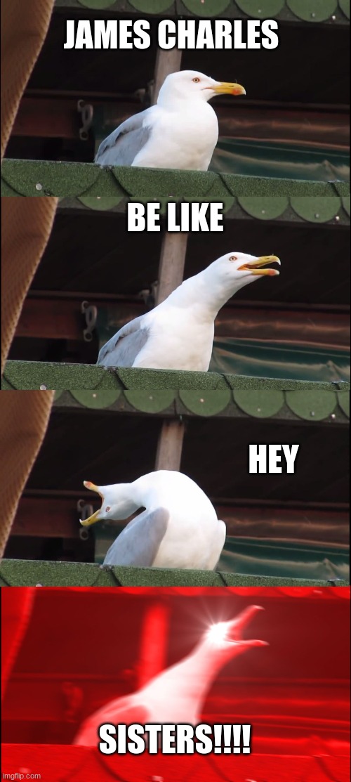 Inhaling Seagull Meme | JAMES CHARLES; BE LIKE; HEY; SISTERS!!!! | image tagged in memes,inhaling seagull | made w/ Imgflip meme maker