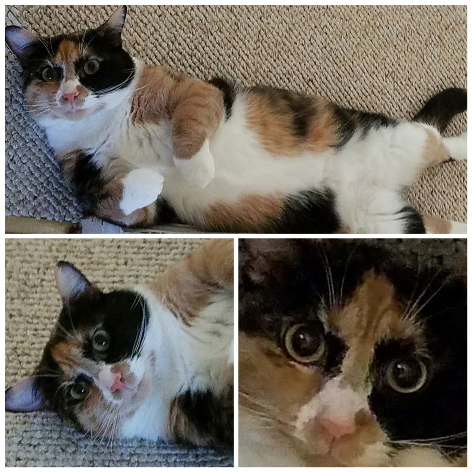 High Quality Offended Cat Blank Meme Template
