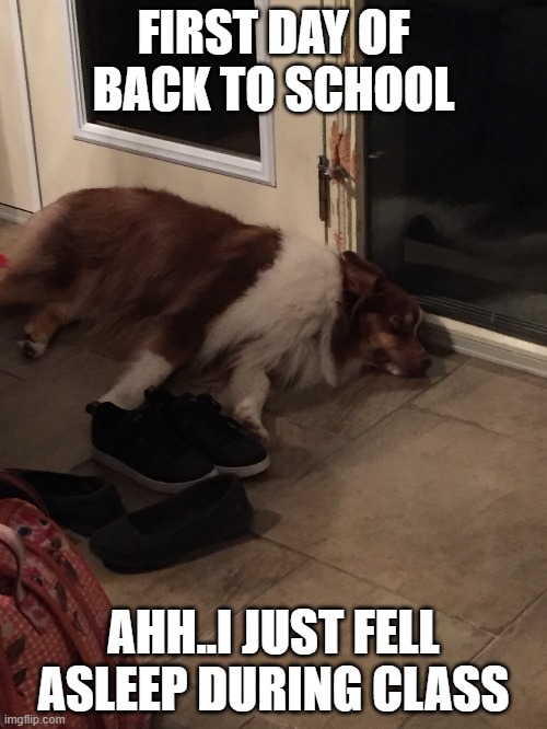 Dog sleeping | FIRST DAY OF BACK TO SCHOOL; AHH..I JUST FELL ASLEEP DURING CLASS | image tagged in dog sleeping | made w/ Imgflip meme maker