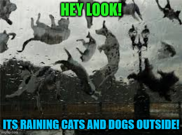 did you get hthe joke? | HEY LOOK! ITS RAINING CATS AND DOGS OUTSIDE! | image tagged in memes,funny,cats,dogs,animals,jokes | made w/ Imgflip meme maker