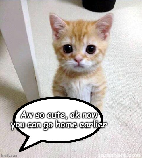 Cute Cat Meme | Aw so cute, ok now you can go home earlier | image tagged in memes,cute cat | made w/ Imgflip meme maker