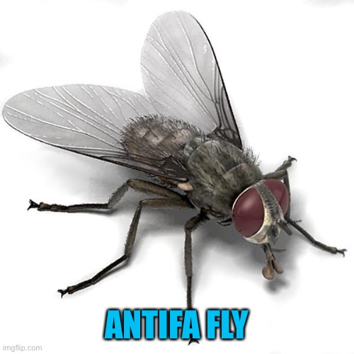 Scumbag House Fly | ANTIFA FLY | image tagged in scumbag house fly | made w/ Imgflip meme maker